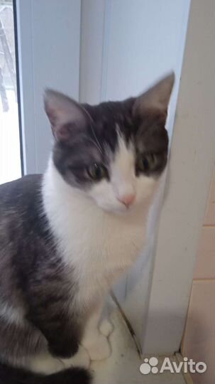 Кошка в дар бесплатно