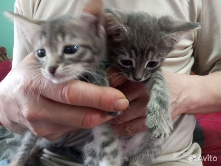 Котята в добрые руки бесплатно
