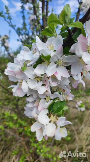 Лекарственные растения юга