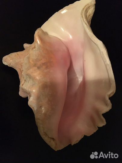 Большая ракушка из Карибского моря