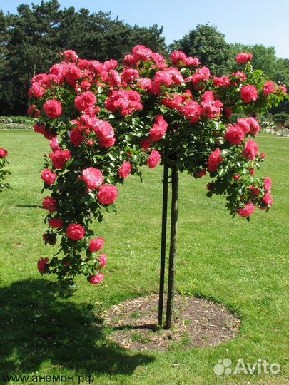 Розы на штамбе
