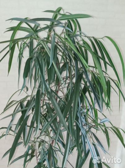 Фикус Али 2 шт в горшке 0.75 л