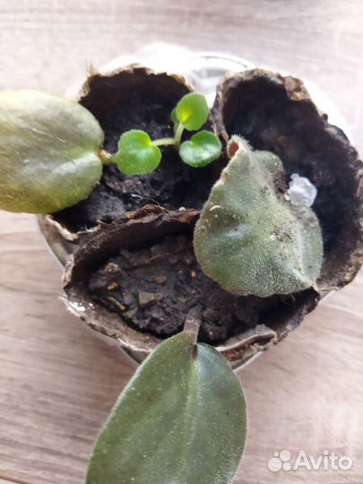 Цветы фиалки