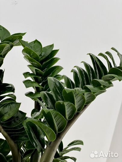 Замиокулькас зензи, густой, редкий, в подарок
