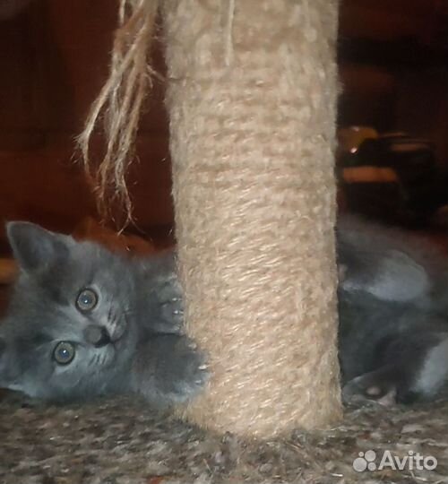 Кошка в дар