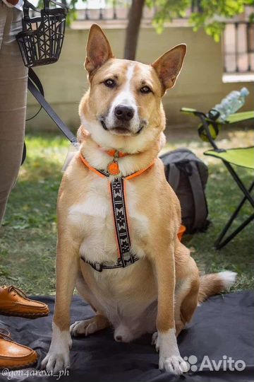 Собака из приюта в добрые руки
