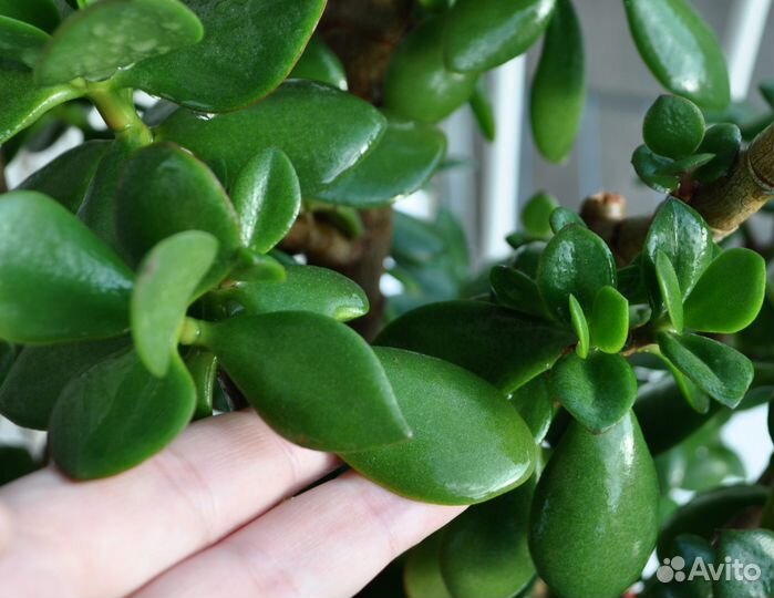 Суккулент Крассула/Толстянка/Денежное дерево