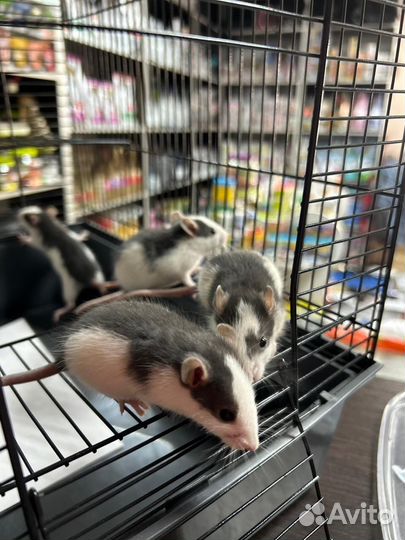 Крыса дамбо