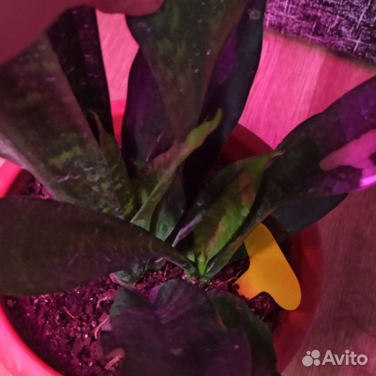 Сансевьерии 2