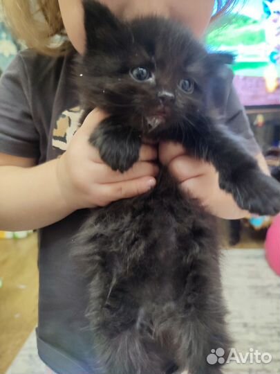 Котята сибирской кошки