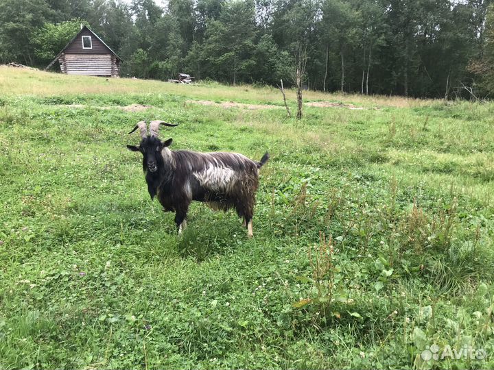 Козел на племя