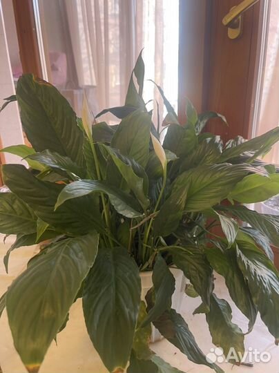 Спатифиллум