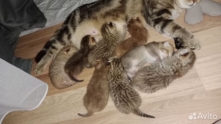 Шотландские котята