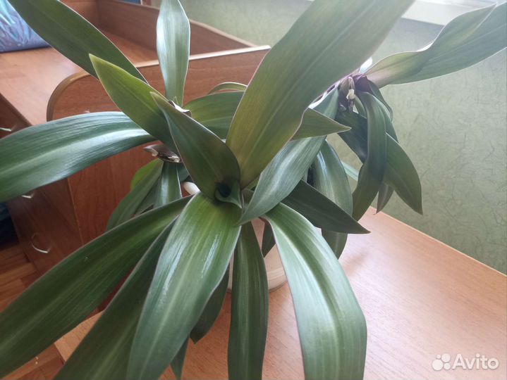 Традесканция Рео