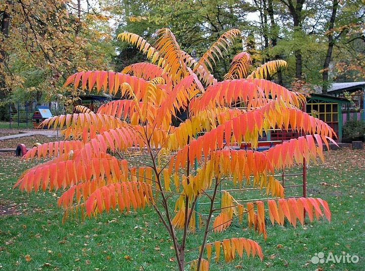 Пальма Сумах