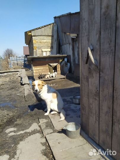 Отдам в добрые руки
