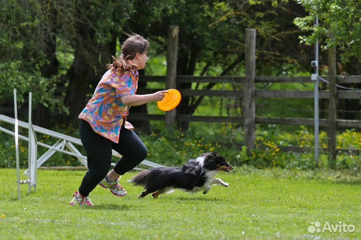 Дрессировка собак