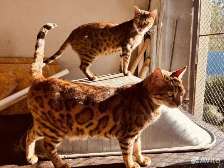 Бенгальская кошка