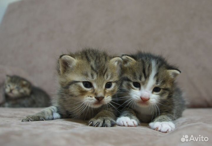 Кошка в дар бесплатно