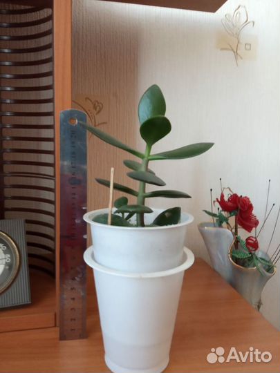 Денежное дерево