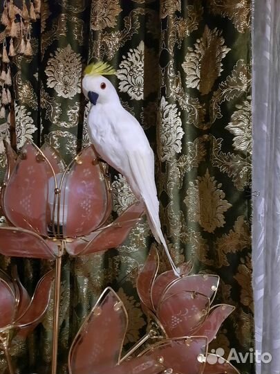 Попугай корелла(нимфа)