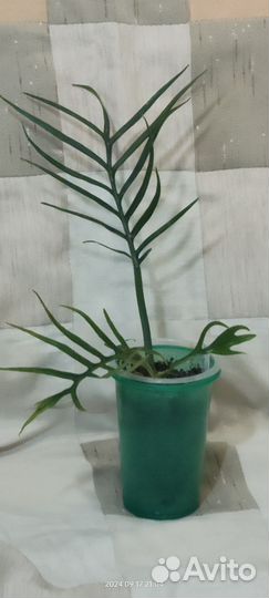 Филодендроны 2