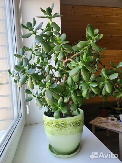 Крассула толстянка