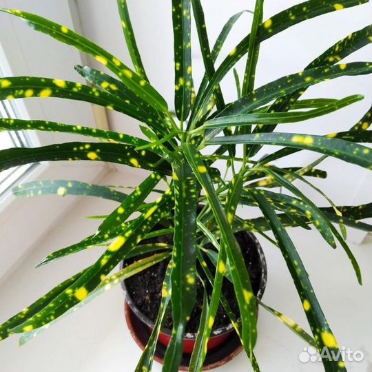 Разные ком.цветы