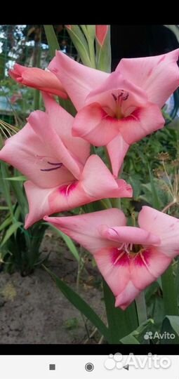 Луковицы гладиолусов, нарциссов и клубни ирисов