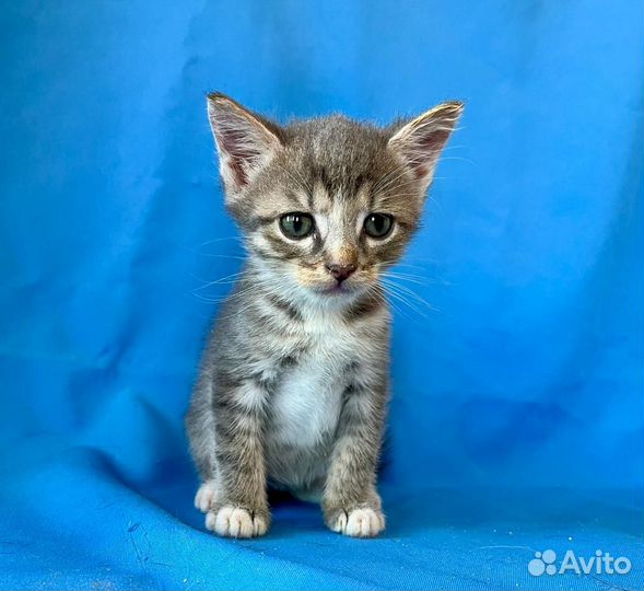 Котенок Сима возраст 1,5 месяца в добрые руки