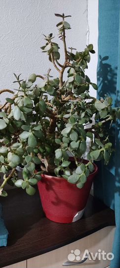 Толстянка (денежное дерево)