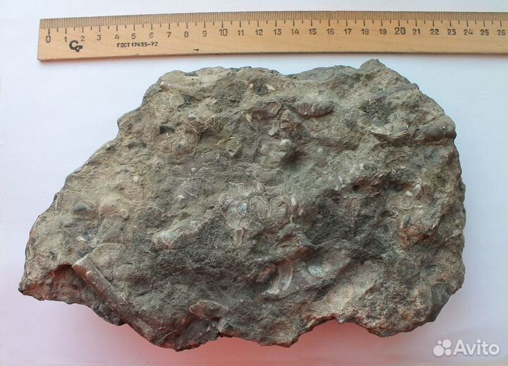 Окаменелое дерево в породе