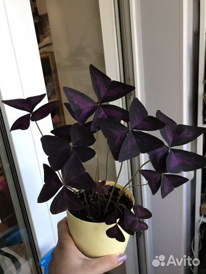 Кислица оксалис