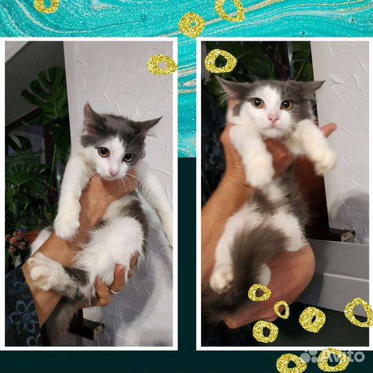 Красивый котенок в надёжные руки