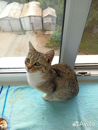 Котенок в добрые руки