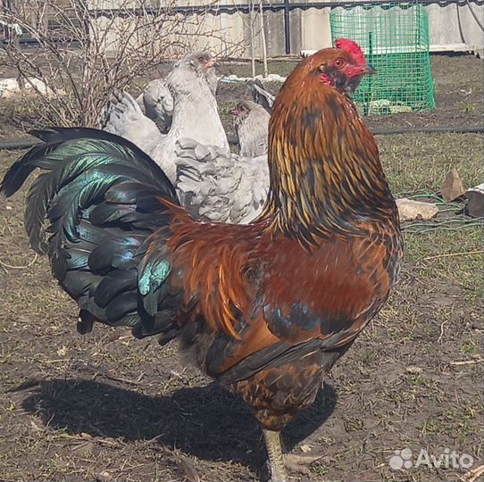 Амераукана. Инкубационное яйцо. Цыплята