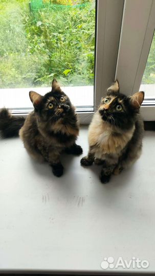 Sоsкотята в добрые руки