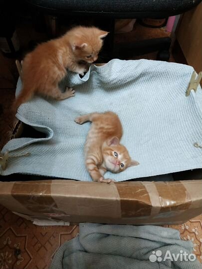 Отдам бесплатно в добрые руки котёнка