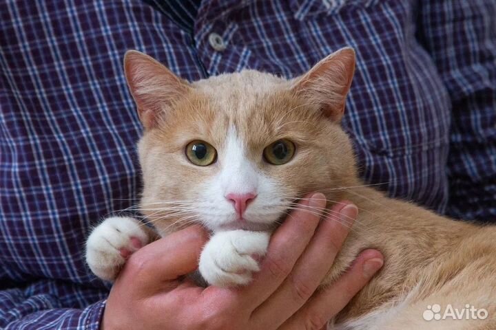 Котик ищет дом