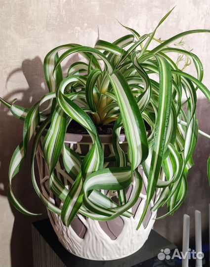 Хлорофитум кудрявый