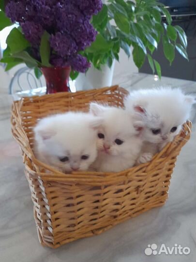 Британские котята серебристая шиншилла