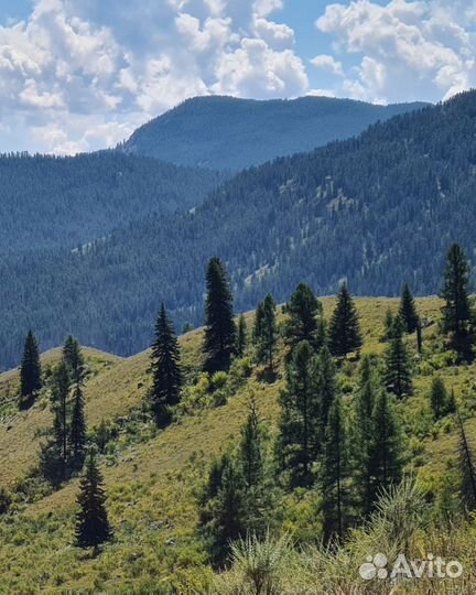 Другой Алтай