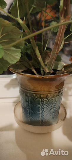 Горшок глиняный плюс герань в подарок