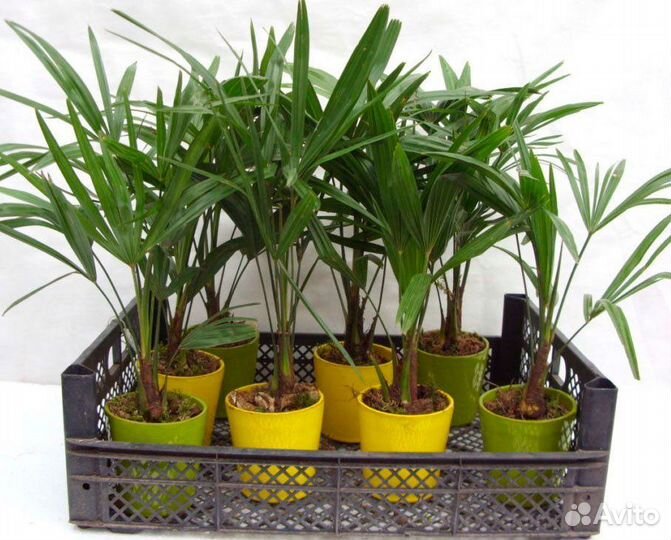 Пальма веерная трахикарпус