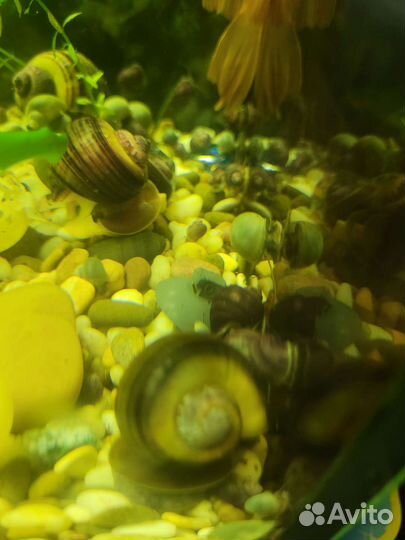 Улитки аквариумные