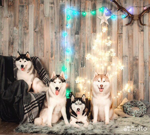 Аренда Сибирских Хаски