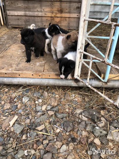 Отдам щенков