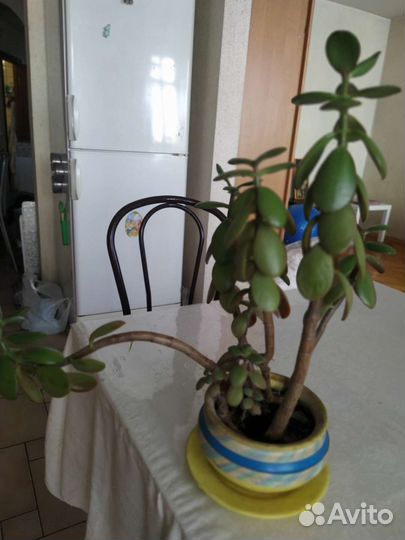 Толстянка, денежное дерево