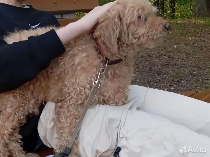 Отдам в добрые руки