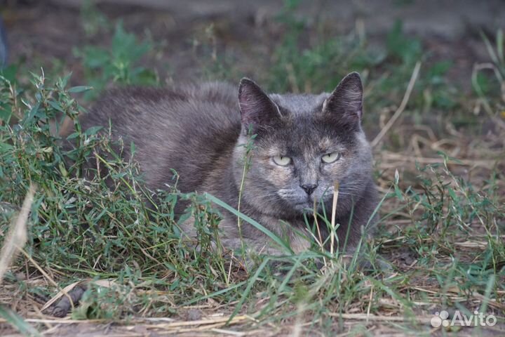 Серая и трёхцветная кошечки в добрые руки